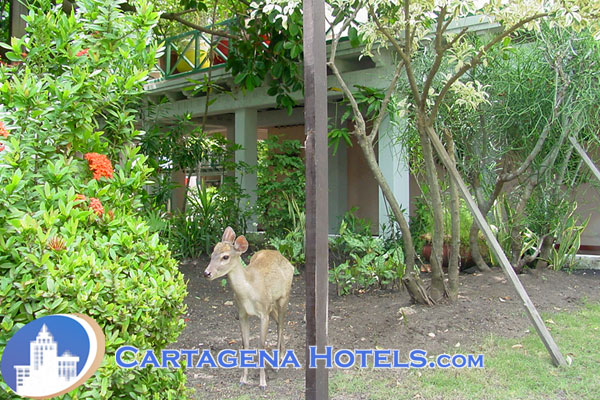 Hotel Caribe, Cartagena, Colombia